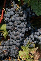 Cabernet Franc, subtiele rode wijnen