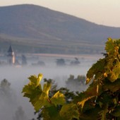 De wijn regio Tokaj
