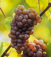 Pinot Grigio wijn en druiven