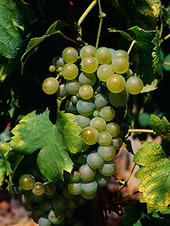 Viognier witte wijn | de Condrieu wijnen