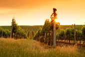 Bordeaux ziet oogst dalen met 20%