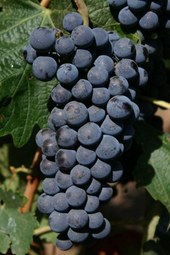 Cabernet Sauvignon wereldwijd meest populaire druivensoort