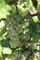 De witte druif Rivaner | Müller-Thurgau | Rheinhessen