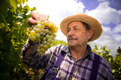 Minder Franse wijnmakers worden biologisch