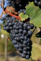 Oostenrijkse topper voor rode wijn, Zweigelt druif