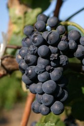 Pinot Noir de nobelste van allemaal