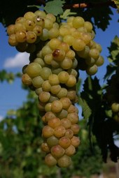 Sarga muskotaly de oudste en meest bekende druivensoort in de wereld
