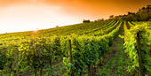 Sopron Hongarije verbluffende rode wijnen van Kekfrankos