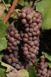 Szürkebarát de Pinot Gris uit Hongarije