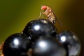 Zorgen om vlieg gevonden in Bordeaux wijngaarden